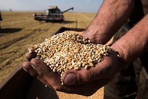 Українські аграрії зібрали рекордний врожай ранніх зернових