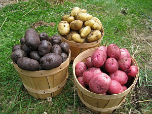 Украинские ученые вывели более 100 новых сортов картофеля