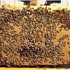 Куплю пчелопакети 600-700 грн 