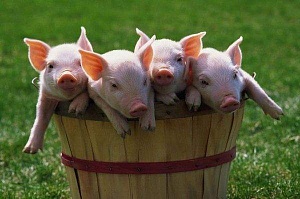 Грузия разрешила экспорт канадских свиней в живом весе