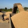 Продам зерно пшеницы 2, 5 класс