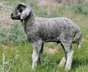 Смушкові породи овець