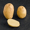 Продам картоплю сорт "Мелоді"