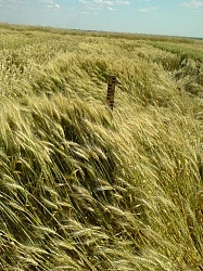 Озимая пшеница Коханка