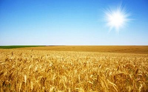 В Казахстане наблюдается бум кредитования сельского хозяйства