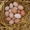 Продам домашние экологически чистые куриные яйца, Чернигов
