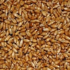 Насіння озимої пшениці власного виробництва