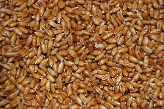 Насіння озимої пшениці власного виробництва