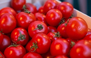 В Польше упали цены на помидоры