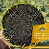 Семена подсолнечника / Насіння соняшника Гусляр