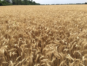 Закупаем пшеницу по всей Украине, дорого
