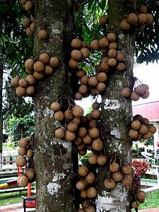 Кепель - дерево с уникальными плодами