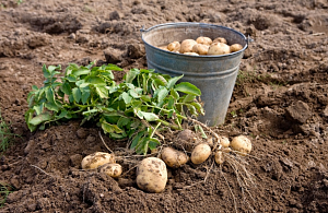 Урожай картофеля увеличился за счет хозяйств населения
