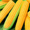 Семена кукурузы. Импортная и украинская селекция. Черкассы