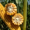 Насіння кукурудзи гібрид ЯНІС (ФАО 270)