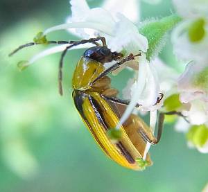 В Україні поширюється небезпечний шкідник – західний кукурудзяний жук
