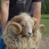 Валлійські вівці