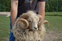 Валлійські вівці
