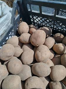 Сотні картоплярів безкоштовно отримають насіннєву картоплю