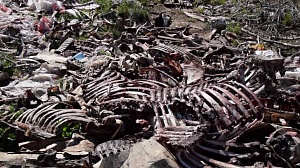 На ковельском «Укрветсанзаводе» обнаружены тридцатилетние залежи остатков шкур животных  
