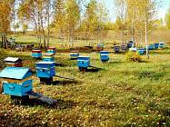 Підготовка бджіл до зимівлі за господарсько несприятливих обставин
