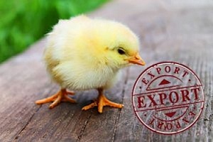 На сегодня экспорт украинской птицы в страны Евросоюза восстановлен