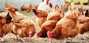 ЕБРР представил украинскому производителю курятины кредит $5 млн, из них $850 тыс -грант