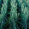 Пшениця озима АПОСТЕЛ (ПЕРША РЕПРОДУКЦІЯ)