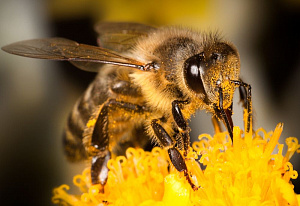 Украинские степные пчелы: особенности, характеристики