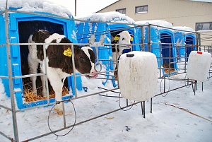 Холодное содержание скота