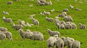 Нова українська овеча порода 