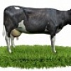 Комбикорм ООО “ТД “ТОРМИКС” для лактирующих коров PRO