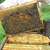 Продам бджоло пакети