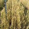 Озимая пшеница Славна
