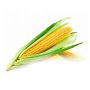 Семена кукурузы Монсанто 