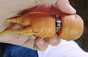 Морковка нашла утерянное обручальное кольцо