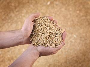 Презентован новый стандарт на пшеницу и обсуждены его особенности