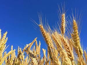 Аграрії понад половини областей України вже зібрали ранні зернові