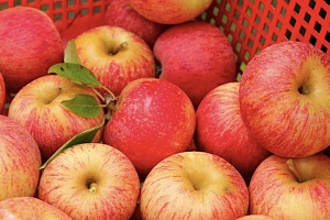 В мире стремительно растет спрос на яблоки сорта «Гала»