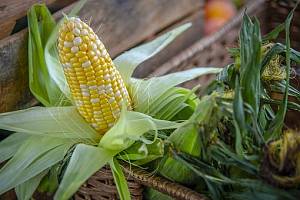 34 643 тис. тонн - кукурудза залишається традиційним лідером за річним валовим збором зерна