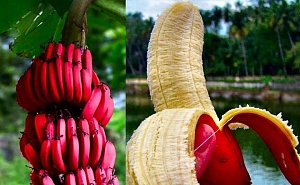 Низкокалорийные красные бананы