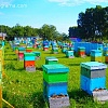 Предприятие покупает мед, прополис, воск в Николаевской обл.