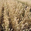 Озимая пшеница Зира