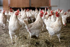 Белорусские птицефабрики намерены получить европейские сертификаты на свою продукцию