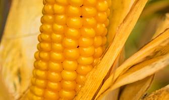 Насіння кукурудзи гібрид Гран 6 (ФАО 300)