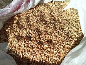 Пшеница цельная в Харькове. Корм с/х животным и птицам
