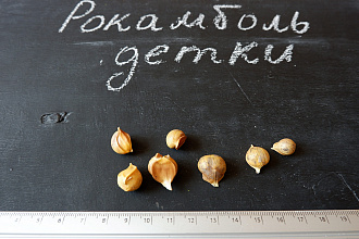 Рокамболь семена (детки) (10 штук) (слоновий чеснок) гигантский лук-чеснок, насіння часнику