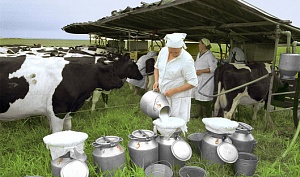 С 1 июля никаких запретов на закупку молока второго сорта не вводится