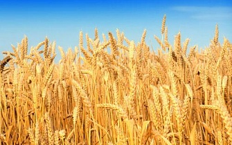 Семена пшеницы Novell,твердой яровой пшеницы Indiana.(Канада)