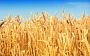 Семена пшеницы Novell,твердой яровой пшеницы Indiana.(Канада)